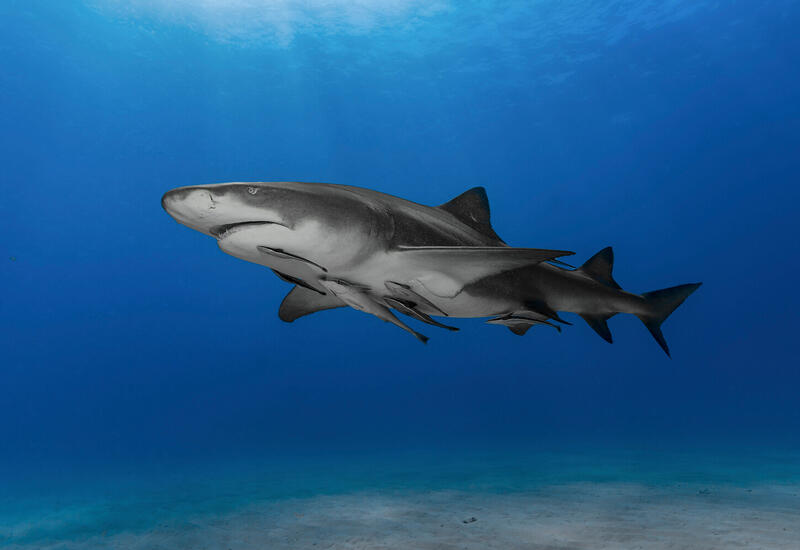 "Кокаиновые" акулы у Багамских островов удивили ученых