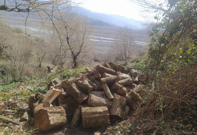 Oğuzda ağacları kəsən gənc saxlanılıb