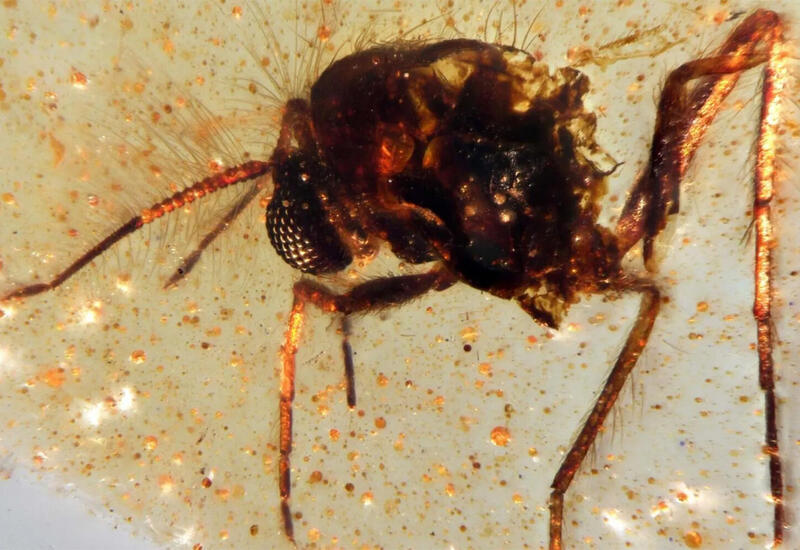 Ученые выяснили, почему в современном мире нет гигантских насекомых