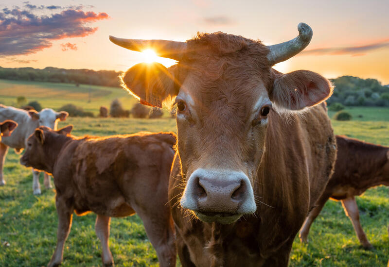Ученых поразило использование орудий труда коровой