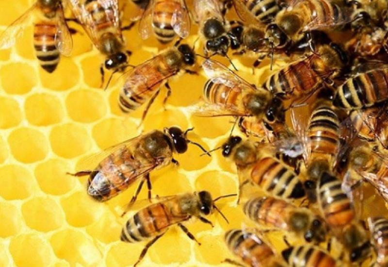 В Азербайджан завезли опасных пчел?