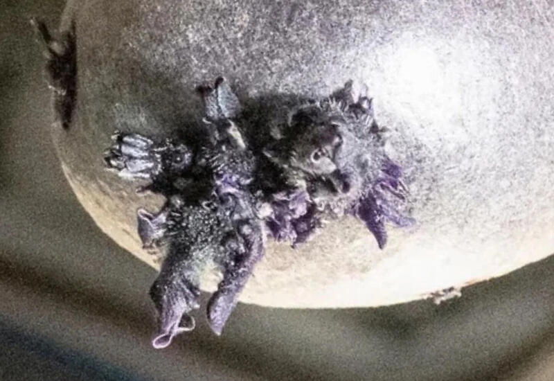 На МКС сфотографировали странное фиолетовое «существо»