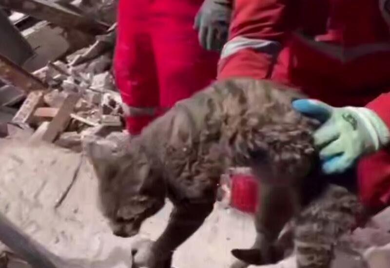 Кошка выжила под завалами в Тегеране