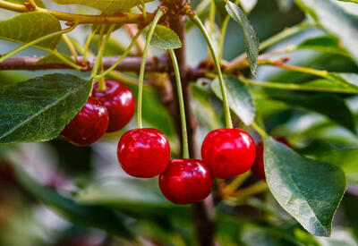 Вишневый сок помогает при бессоннице