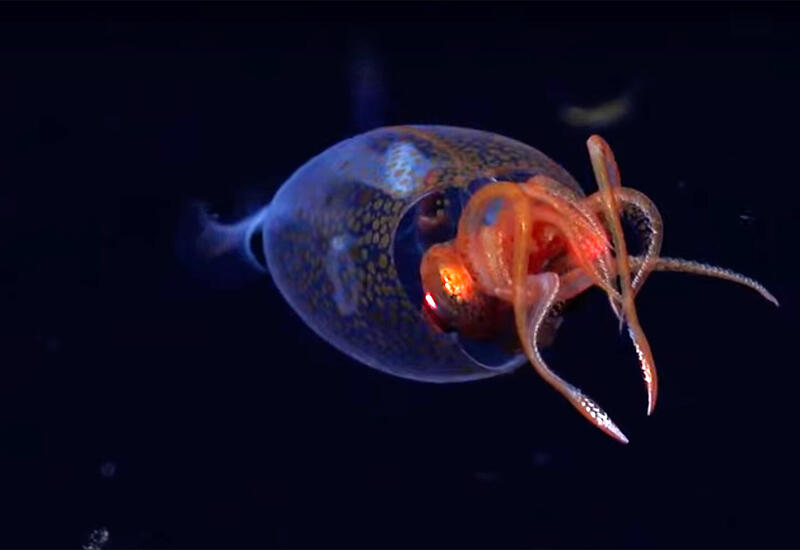 Названо животное, пережившее крупнейшее вымирание на Земле