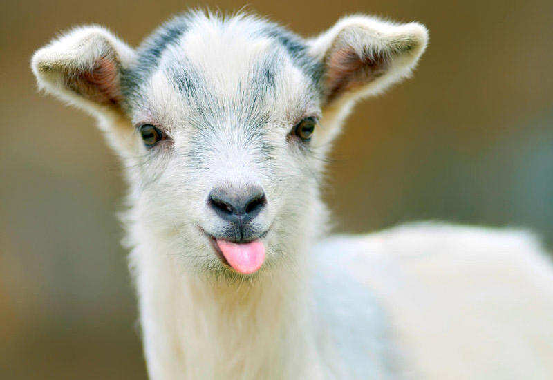 Çəpiş ətinə tələbat niyə artıb? - VİDEO