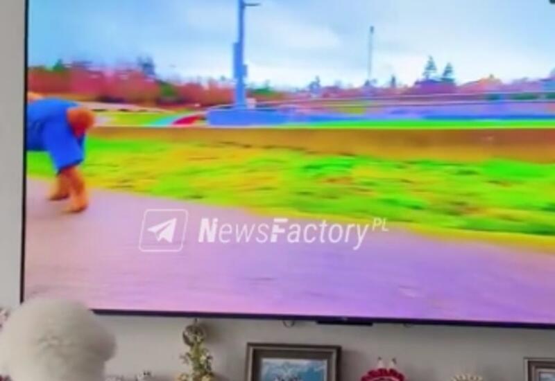 В Китае запустили телевизионный канал для животных