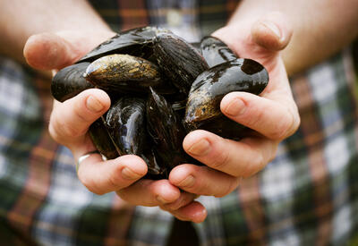 Кому нежелательно есть мидии?