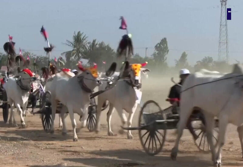 В Камбодже фермеры прокатились на воловьих упряжках