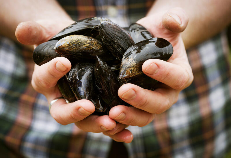 Кому нежелательно есть мидии?