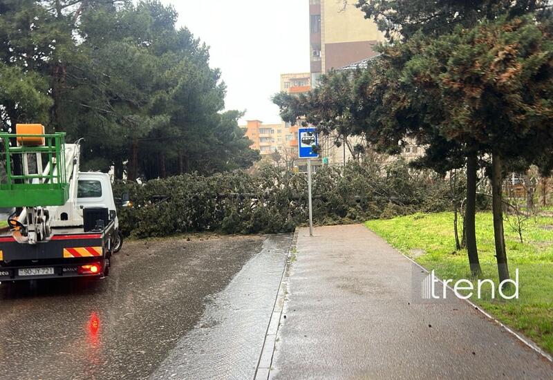 В Баку дерево упало на дорогу