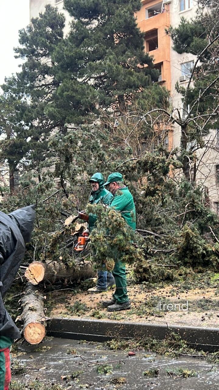 В Баку дерево упало на дорогу