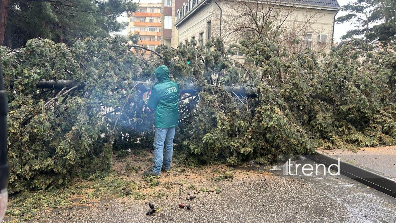 В Баку дерево упало на дорогу