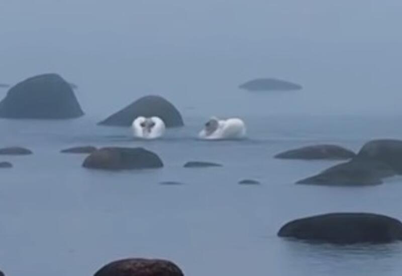 На Финском заливе удалось запечатлеть брачный танец лебедей