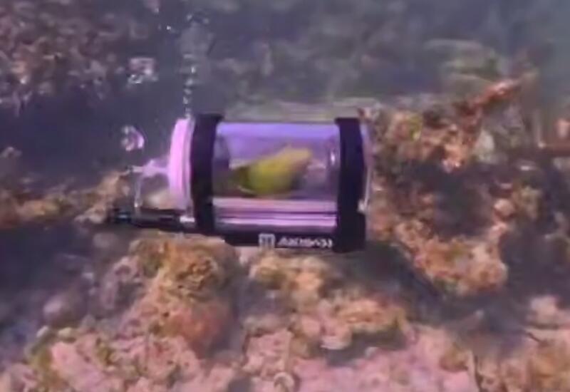 Хозяин сделал для попугая батискаф для подводных погружений