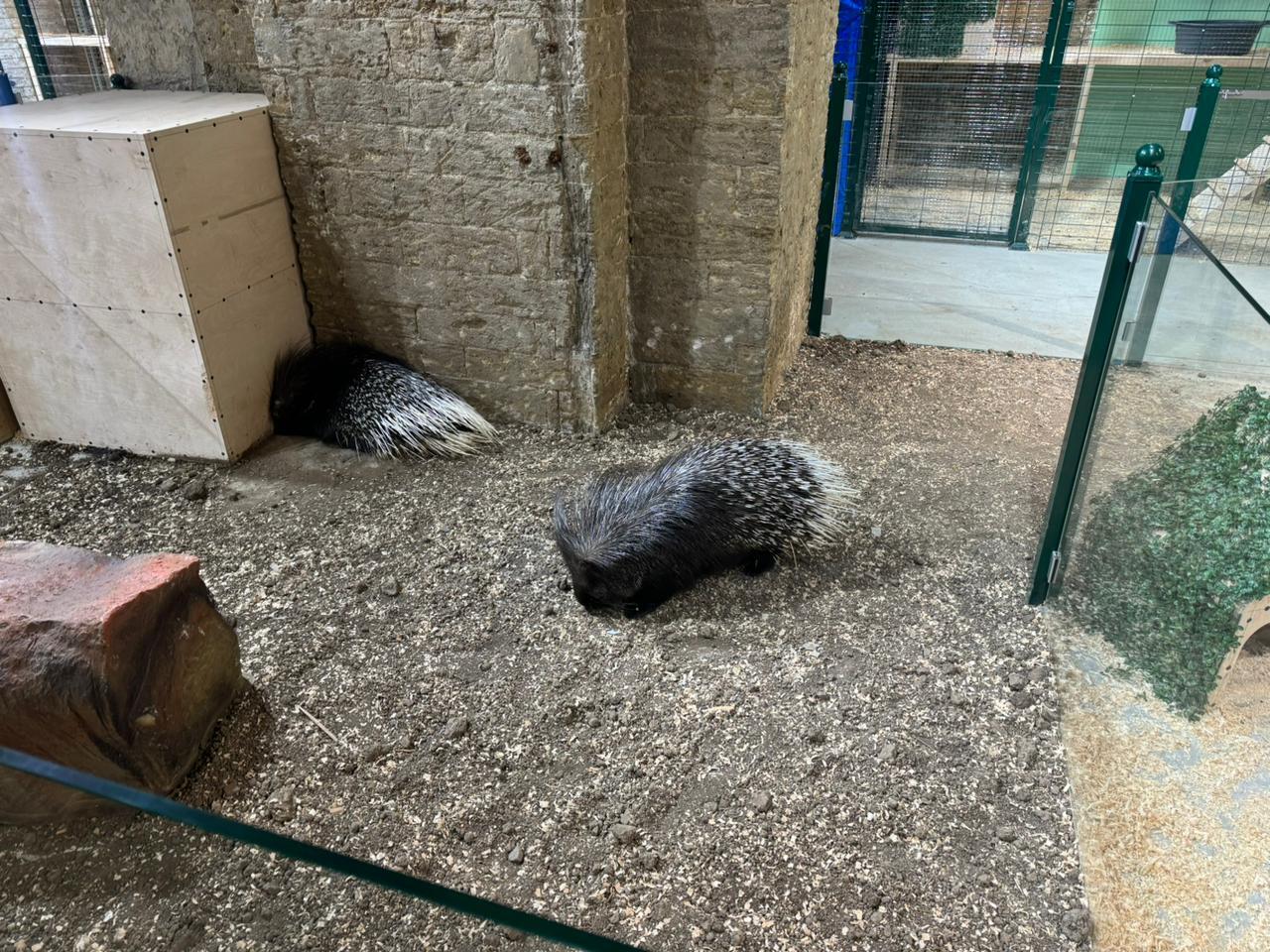 Спасены незаконно содержащиеся дикие животные