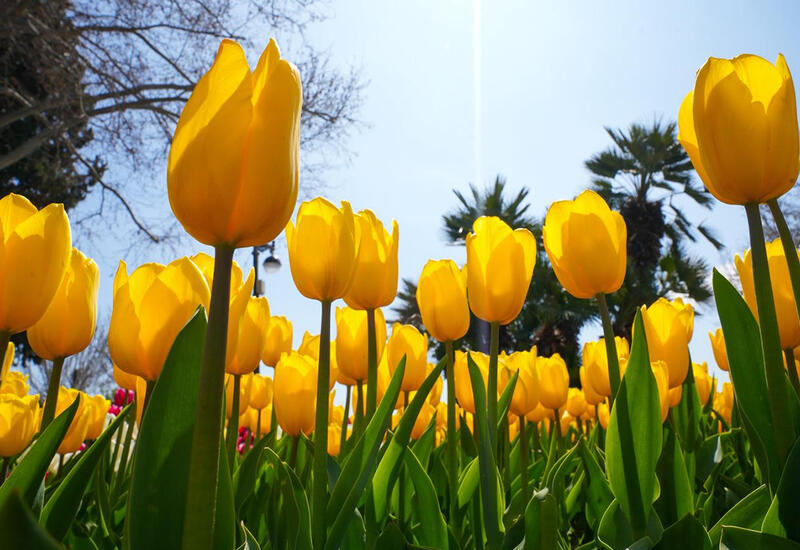 Sabah hava necə olacaq?