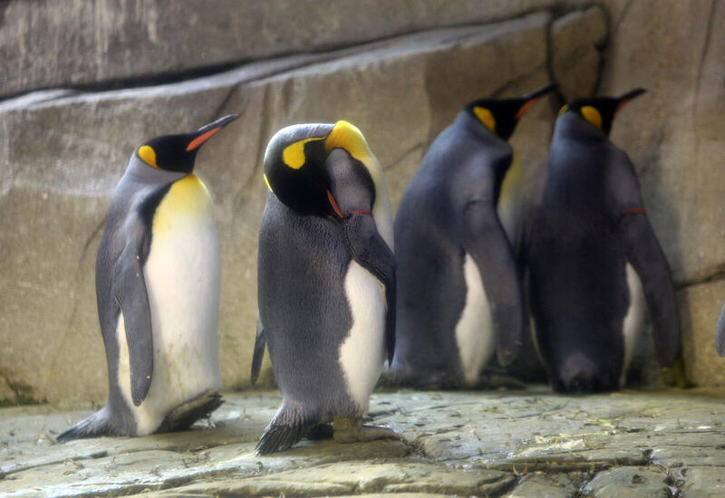 Пингвины оказались под угрозой исчезновения из-за изменения климата