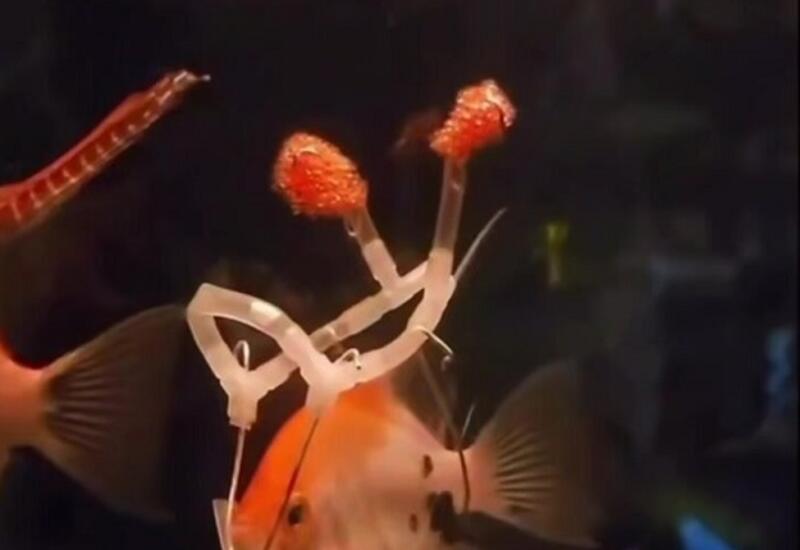 В Индии мужчина создал инвалидную коляску для рыбки