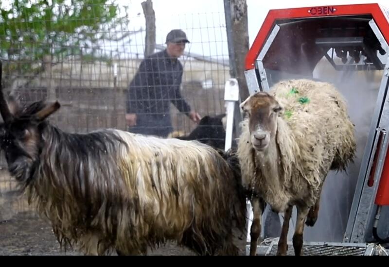Azərbaycanda qoyunlar xüsusi qurğularda çimizdiriləcək
