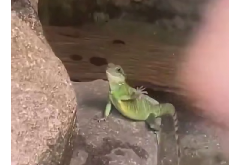 В Малайзии игуана приветствует посетителей