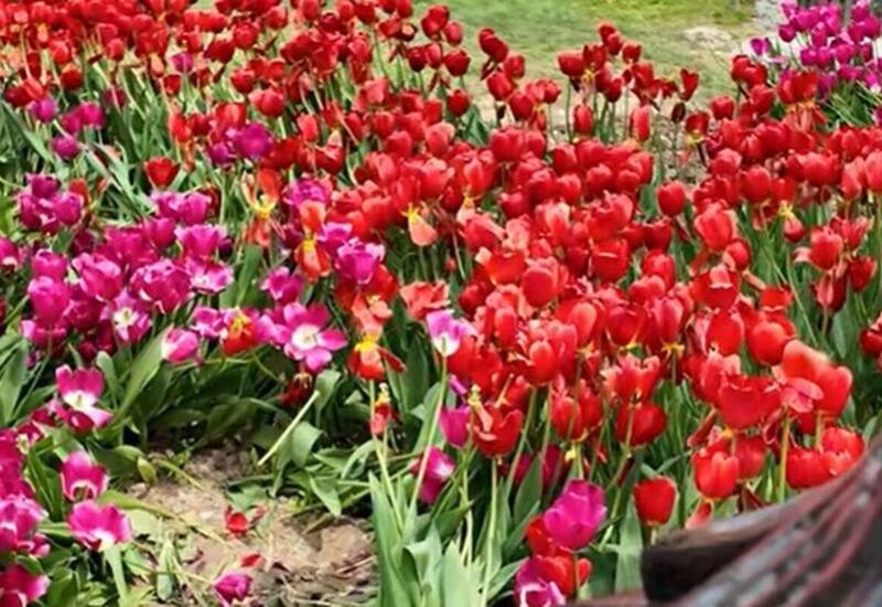 Повредившие цветочные насаждения на бульваре вызваны в полицию