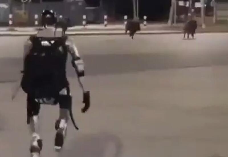 В Польше робот погнался за дикими кабанами