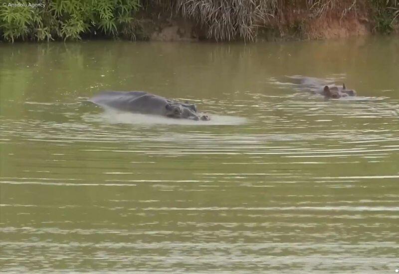 Колумбия начнет борьбу с бегемотами, завезенными Эскобаром