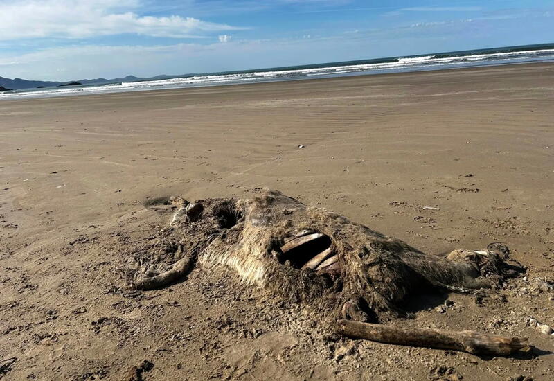 В Британии на берегу нашли тушу неизвестного животного