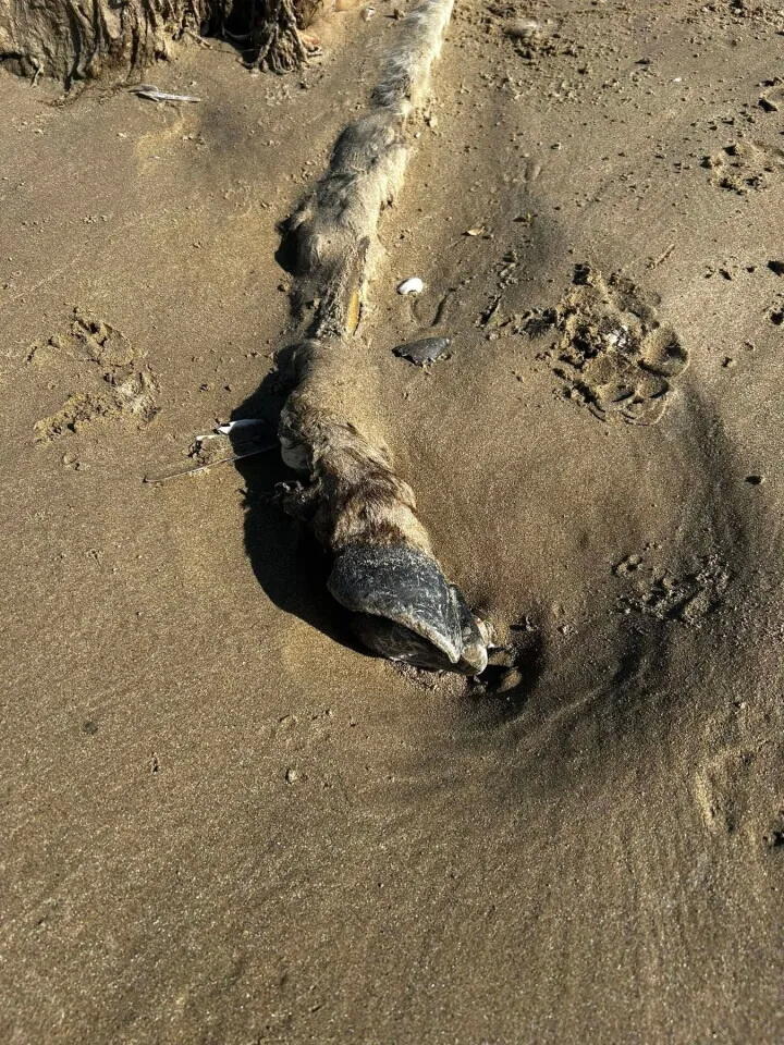 В Британии на берегу нашли тушу неизвестного животного