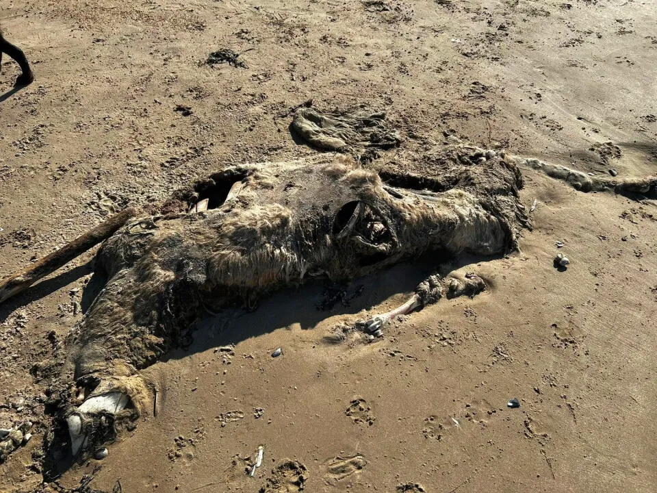 В Британии на берегу нашли тушу неизвестного животного