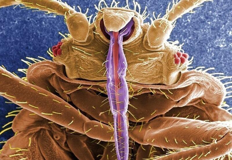 Gənə sancması yeniyetmələri