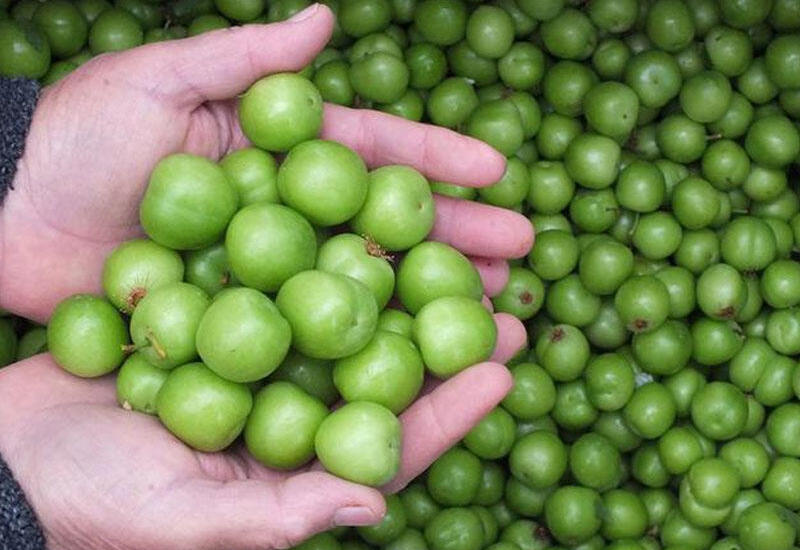 На рынках 300 граммов алычи продаются по этой