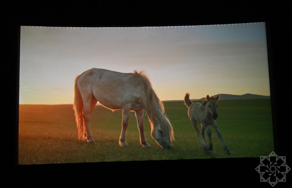 Nizami Kino Mərkəzində “At gücü” sənədli filmi təqdim olunub