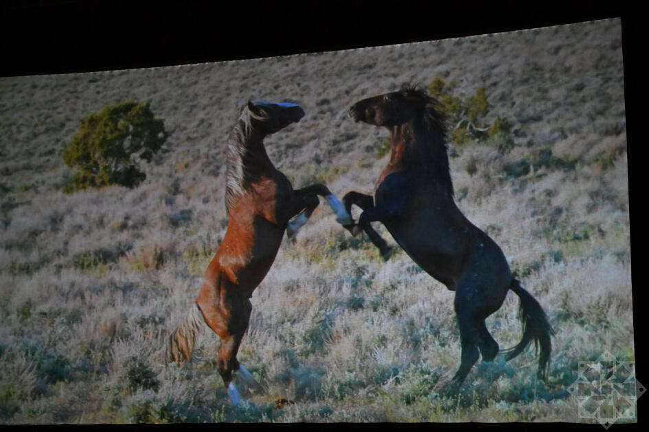 Nizami Kino Mərkəzində “At gücü” sənədli filmi təqdim olunub