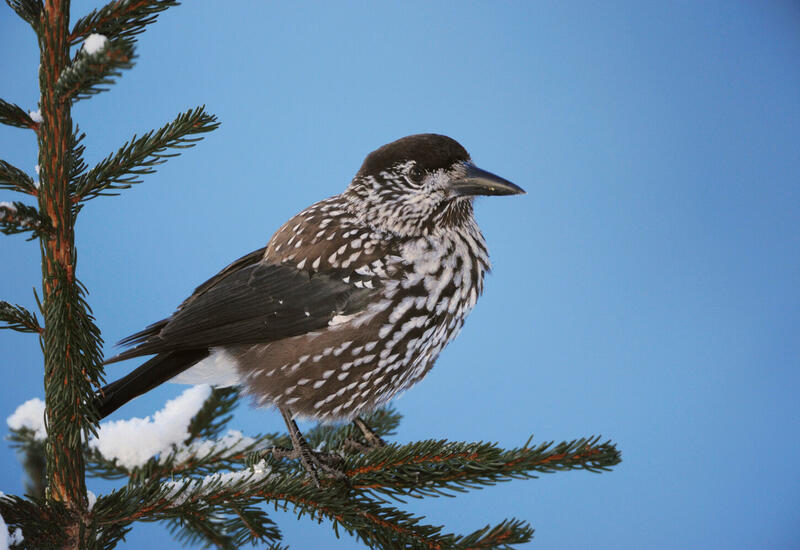 Ученых удивила неожиданная связь птиц с космосом