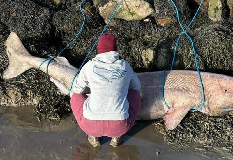 Тушу редчайшего 150-летнего животного вынесло на берег