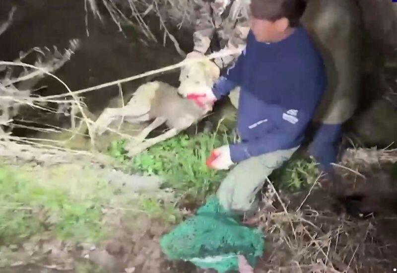 Кадры поимки сбежавшего волка в Корее