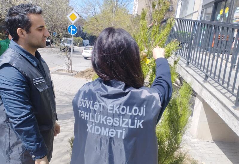 В Баку посадили новые деревья