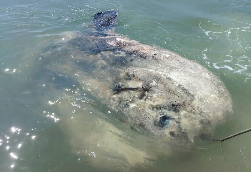 Гигантская рыба парализовала движение в канале Венеции