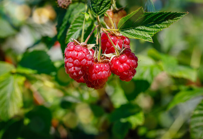 Малина защищает организм от воспалительных заболеваний