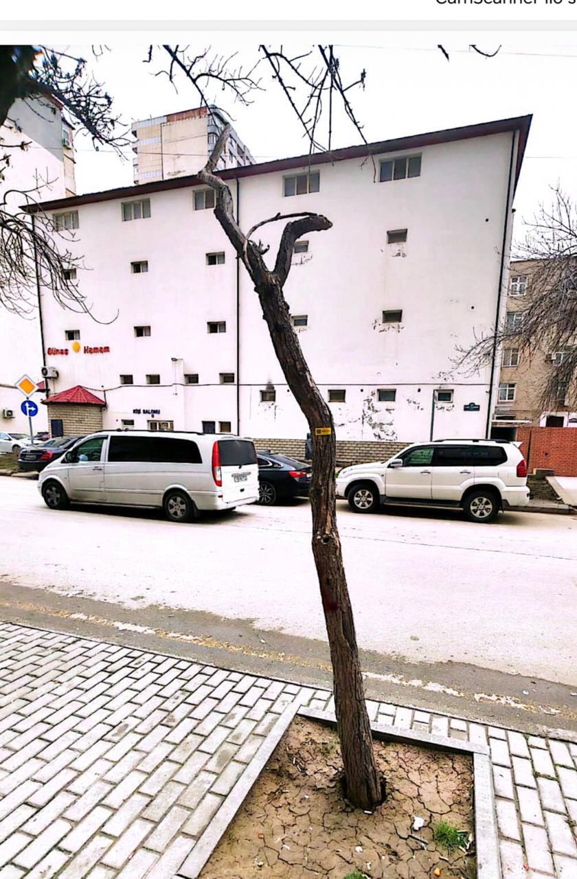 В Баку посадили новые деревья