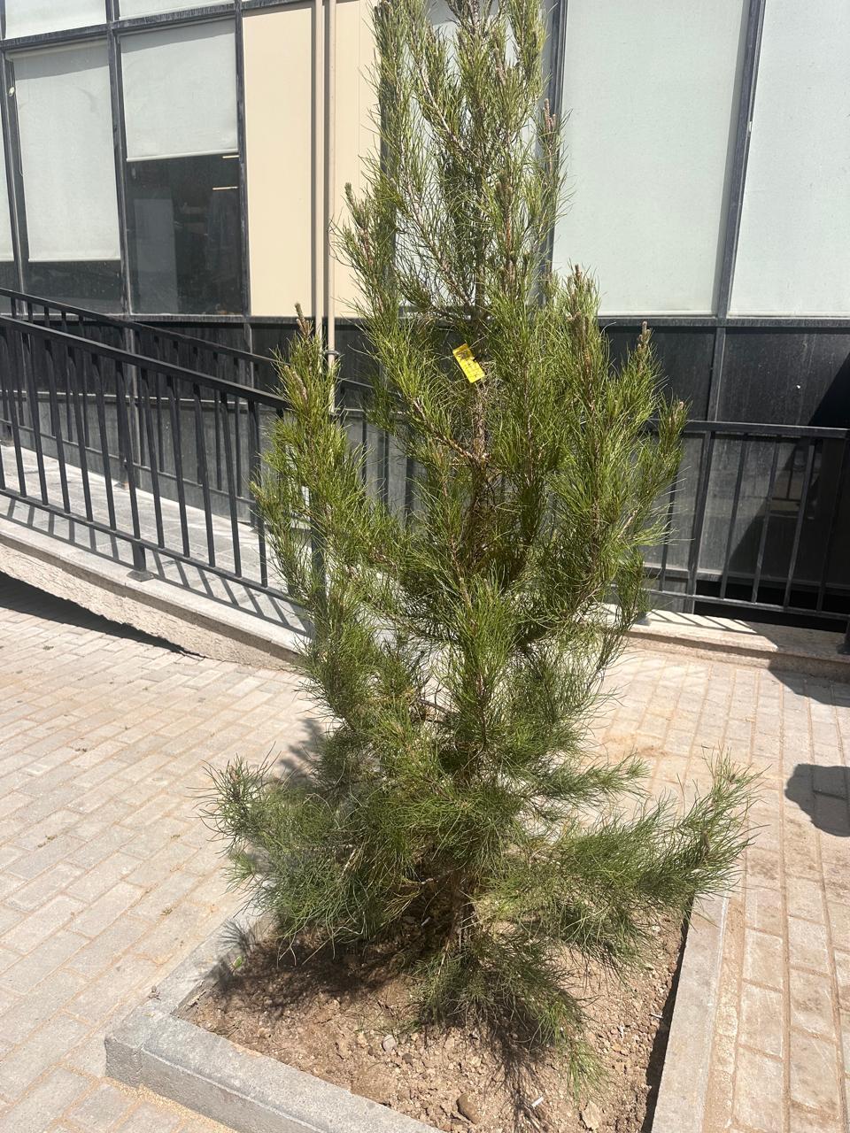 В Баку посадили новые деревья