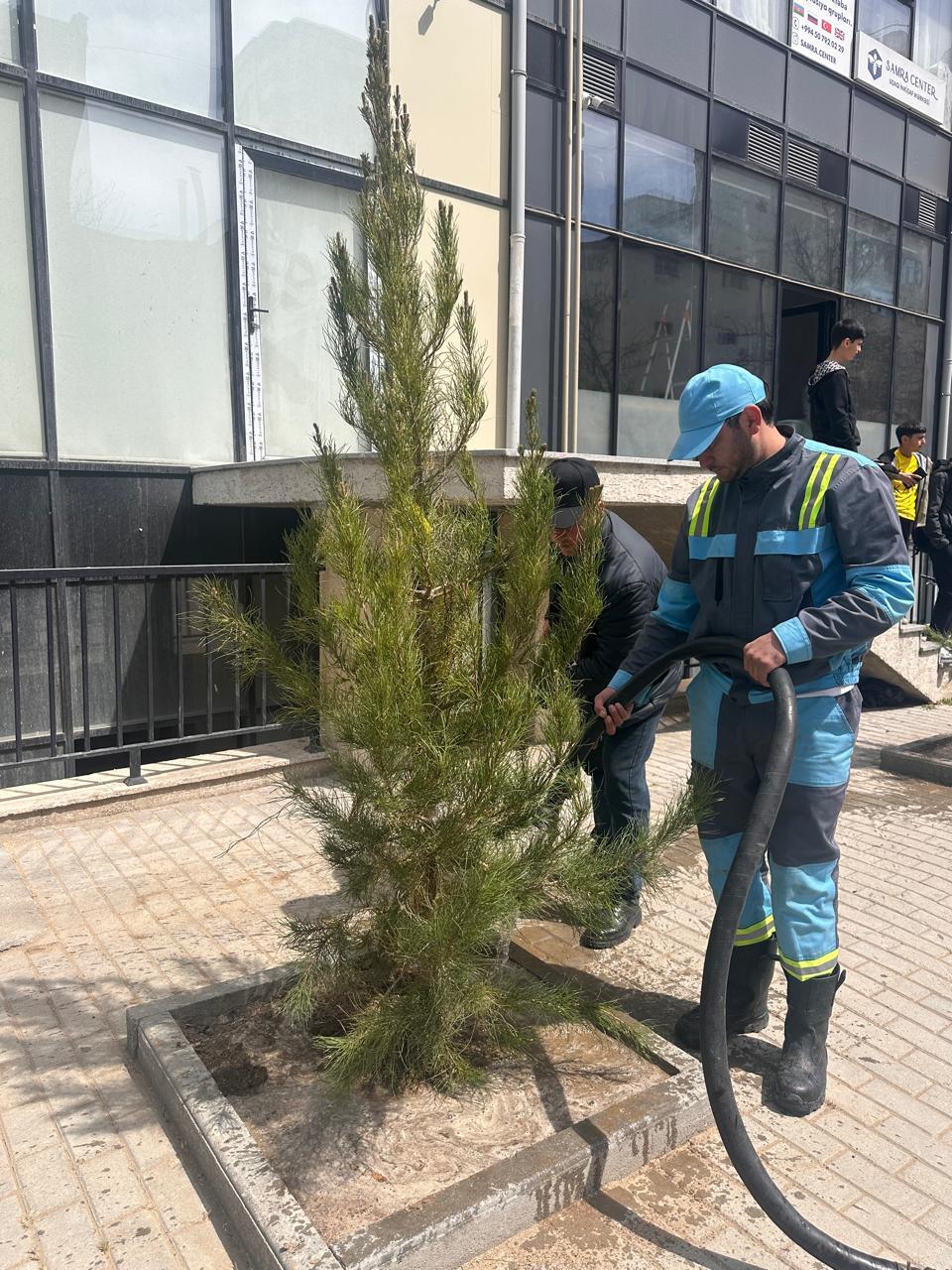 В Баку посадили новые деревья