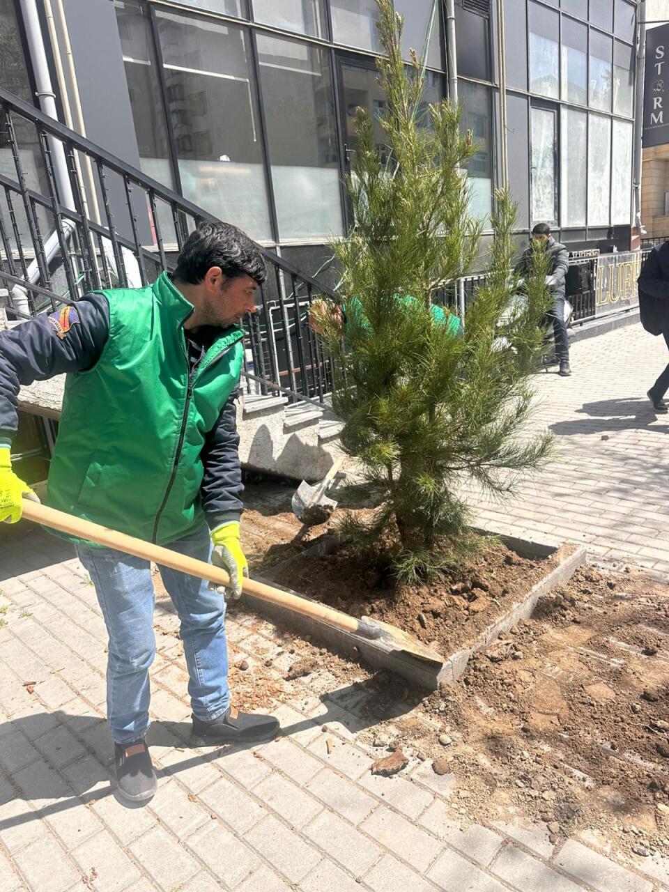 В Баку посадили новые деревья