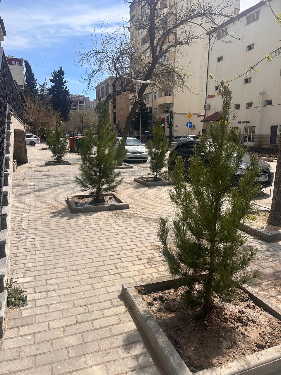 В Баку посадили новые деревья