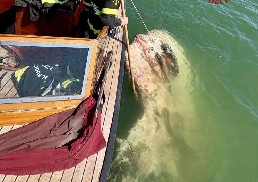 Гигантская рыба парализовала движение в канале Венеции