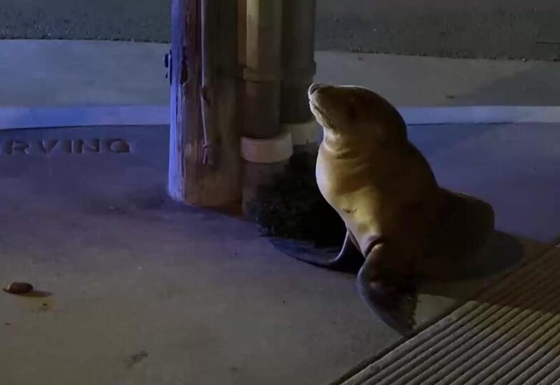 В Сан-Франциско спасли детеныша морского льва
