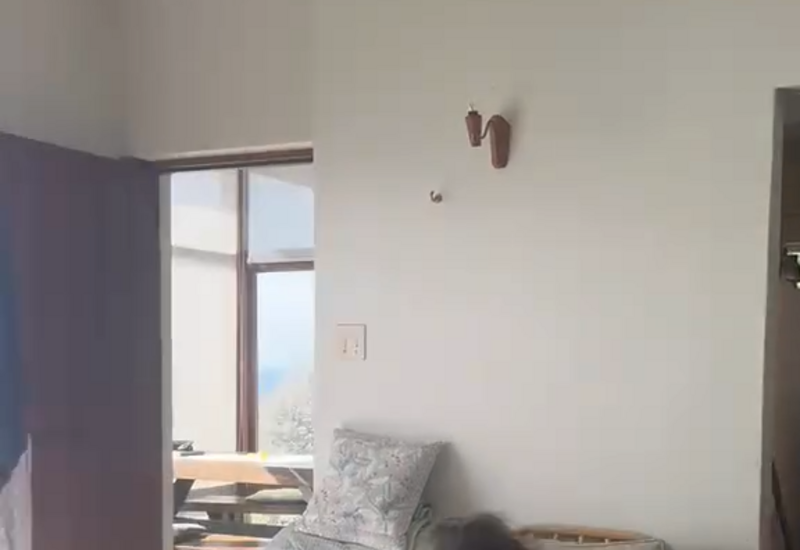 Бабуин украл фрукты из дома в ЮАР