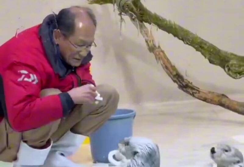 Выдра помогает работникам зоопарка собирать в бассейне игрушки